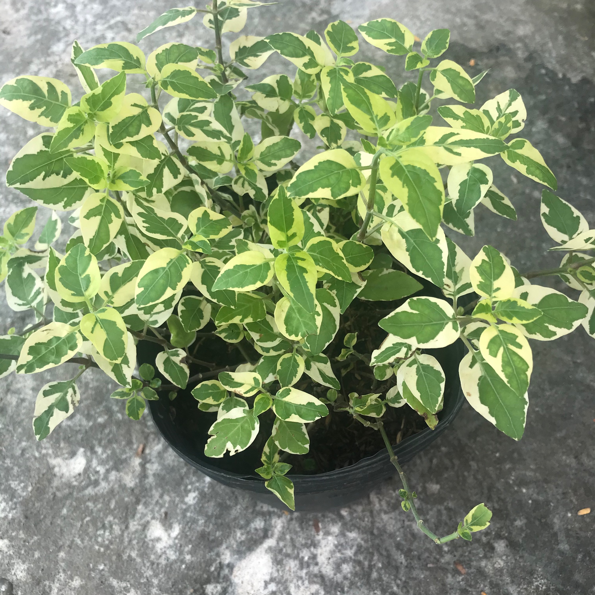Cây Cẩm Thạch - Cây cảnh mini