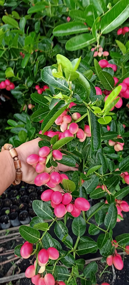 cây siro lớn