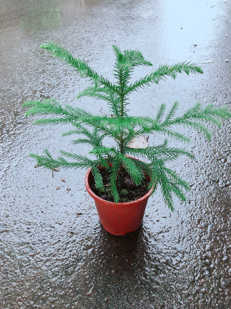 Cây Tùng Bồng Lai
