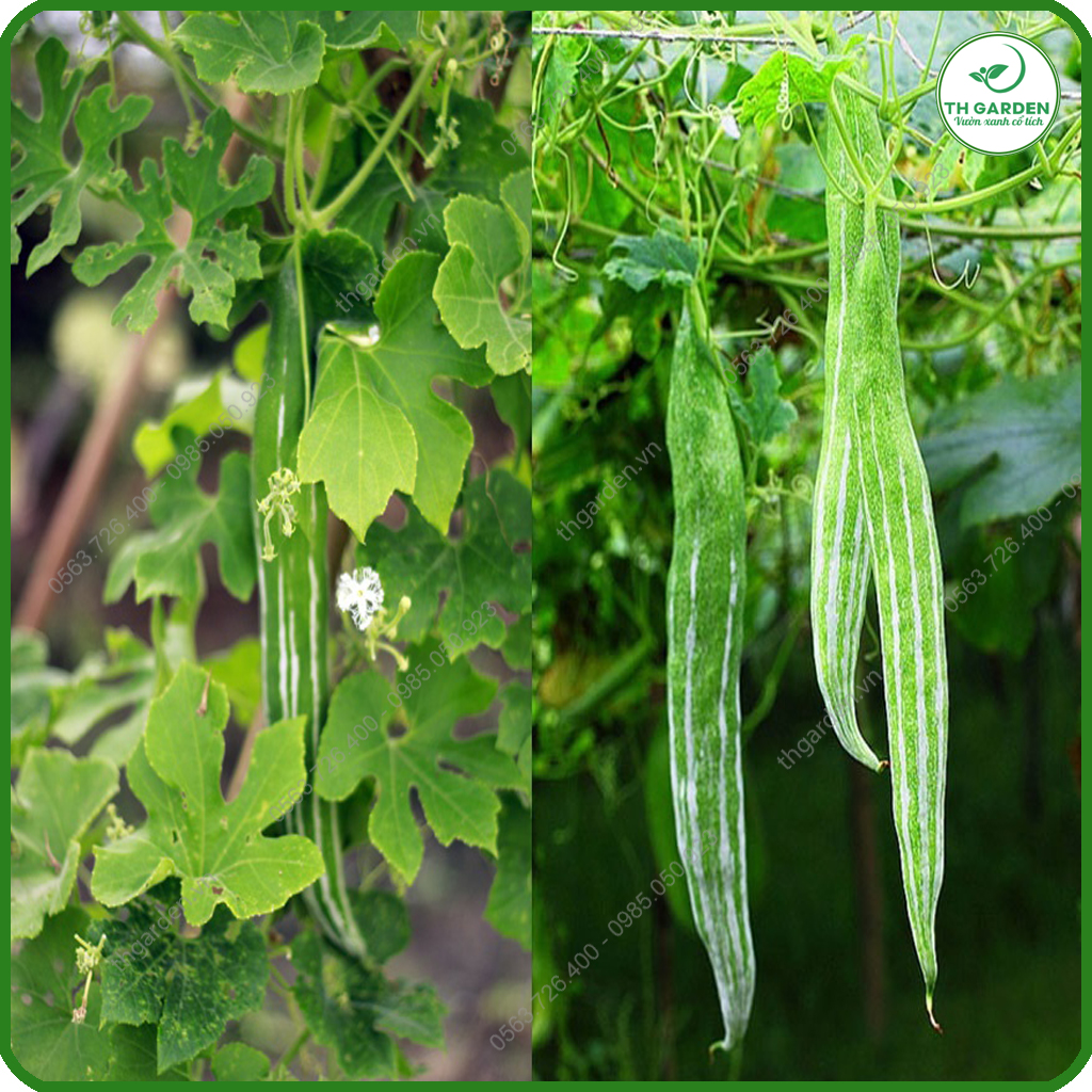 Hạt Giống Lặc Lè (Mướp Nhật) - Gói 5 gr P4U