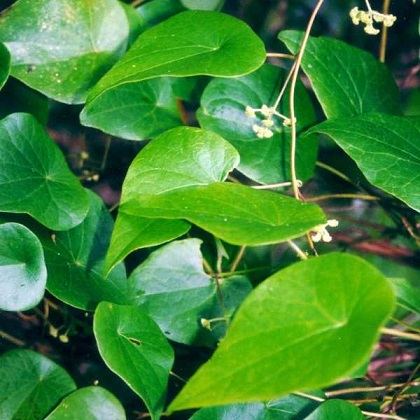 Cây Giống Lá Sương Sâm Trơn Cho Thạch Mịn