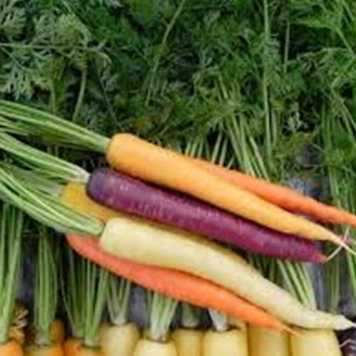 Hạt Giống Cà Rốt Nhiều Màu F1. Túi 100 Hạt  - Năng Xuất Cao - Giá Khuyến Mại