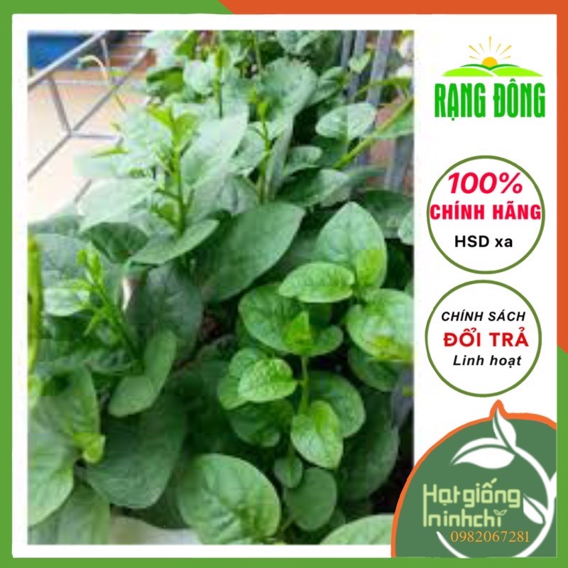 Hạt giống rau mồng tơi lá to (lá trầu), (Mùng tơi) trồng quanh năm, dễ chăm sóc đóng gói 20gr( khoảng 500 hạt)