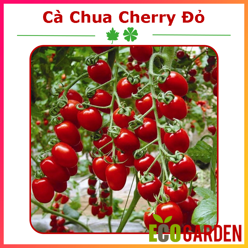 Hạt giống cà chua cherry đỏ lai f1