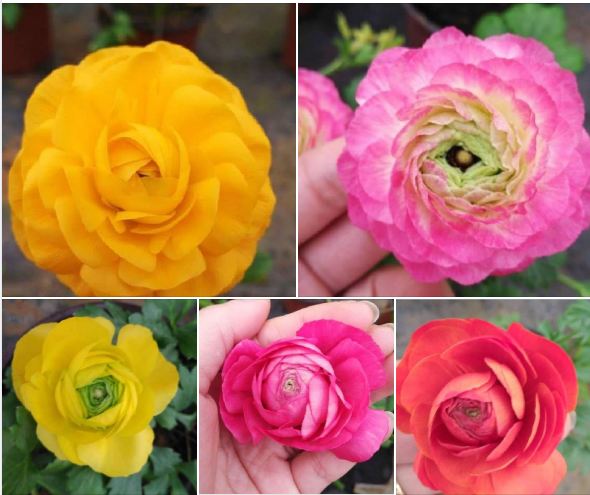 Combo 5 củ giống hoa mao lương mix màu - ( kèm 5 viên nén xơ dừa ươm củ )