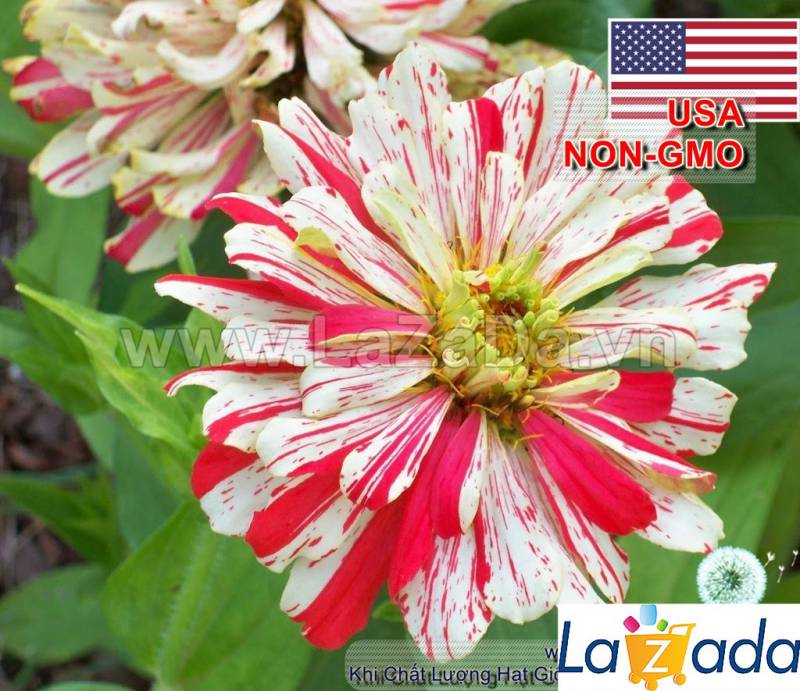 50h Hạt Giống Hoa Cúc Lá Nhám CandyStripe (C4.200| -KD: B41*V73*M165)