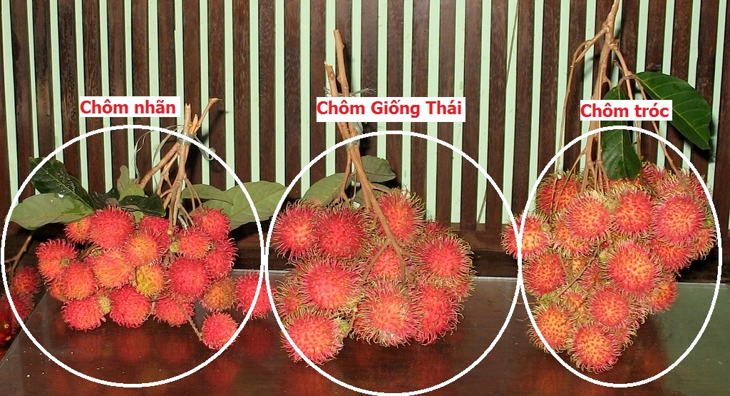 Chôm chôm JAVA (chôm chôm tróc) siêu ngon, cây giống nhập khẩu indo