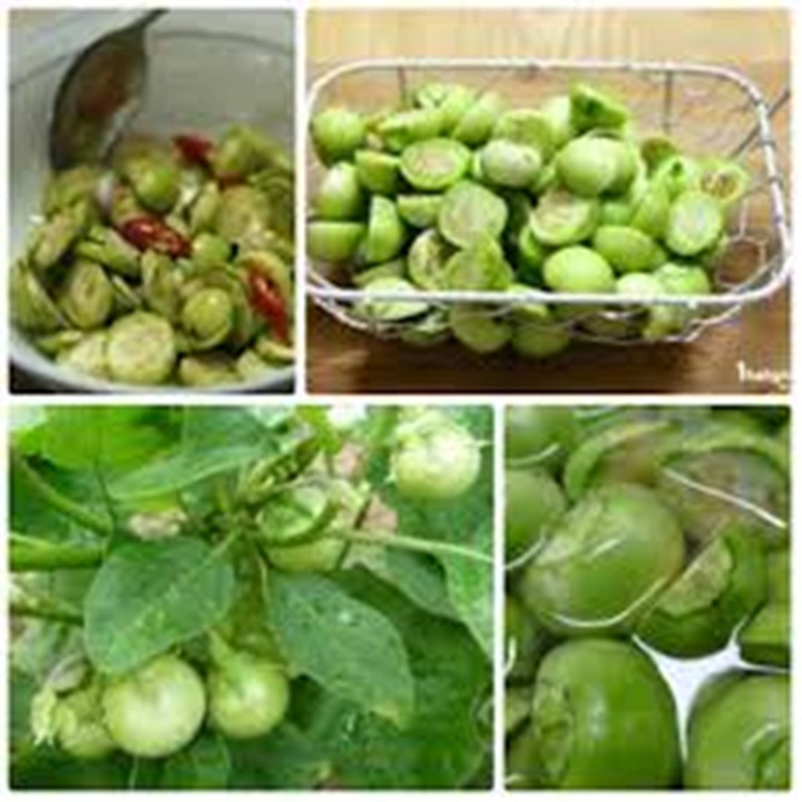Hạt giống cà pháo xanh