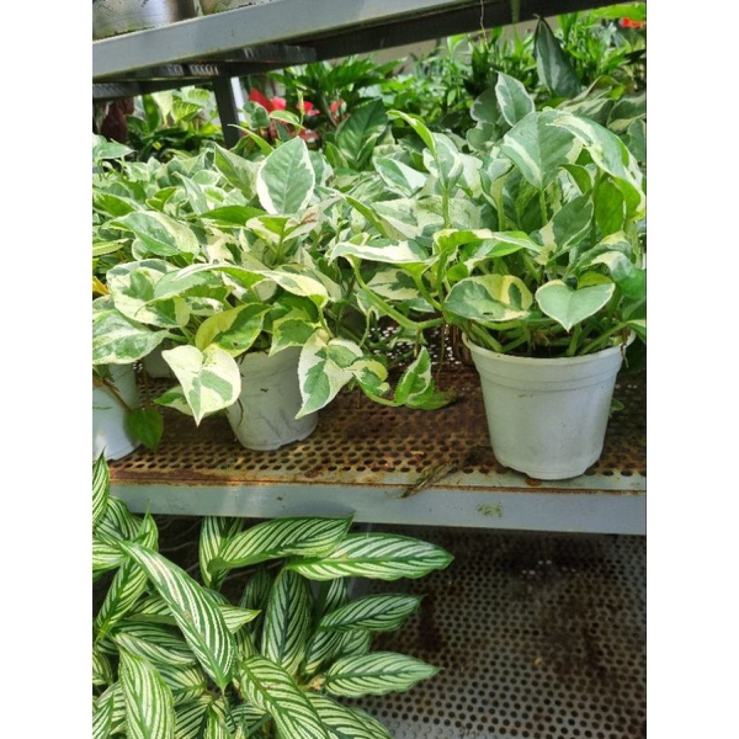 Cây trầu bà sữa