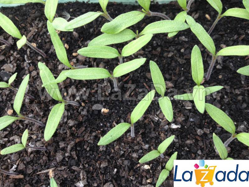 0.2Gr Hạt Giống Cà Chua Crazy Mix (A2.101| B42*W62*M179)