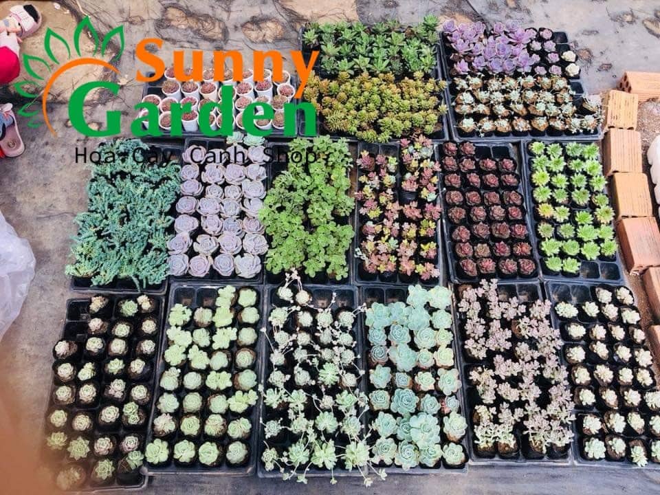 Combo 20 Sen Đá Size Vừa Chọn Ngẫu Nhiên