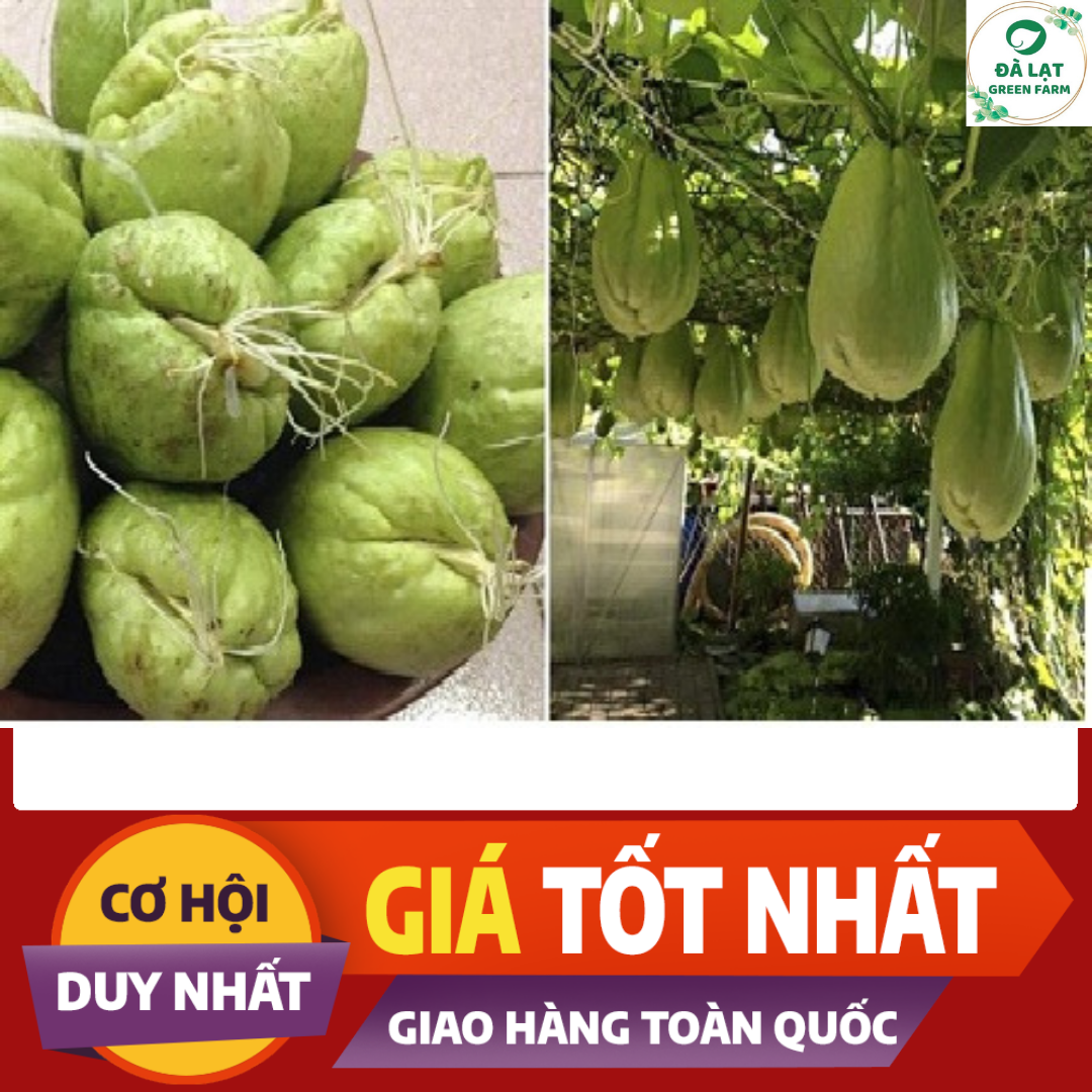 TRÁI/ QUẢ SU SU GIỐNG_ĐÃ CÓ MẦM