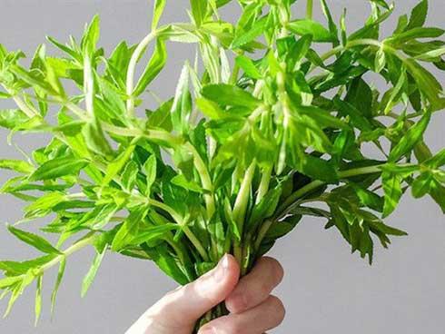 Ngò Ôm ( Rau Ngổ) - Chậu Rau