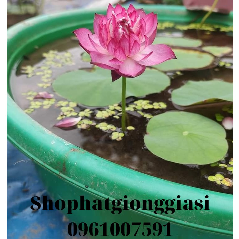 (Đã Cắt Đầu) Combo 10 Hạt Sen Mini Full Màu