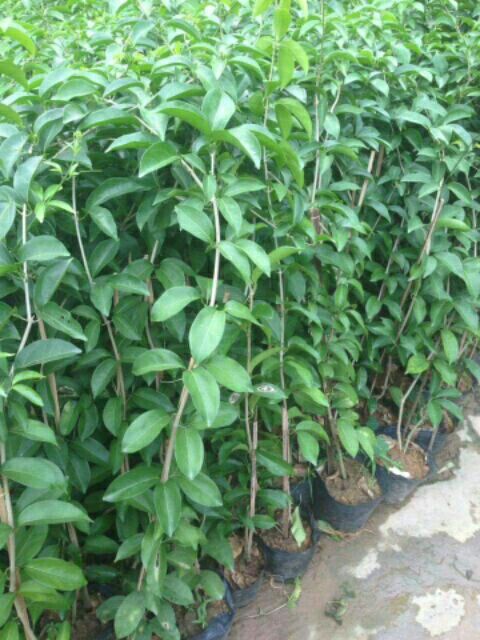Cây hoa lan tỏi