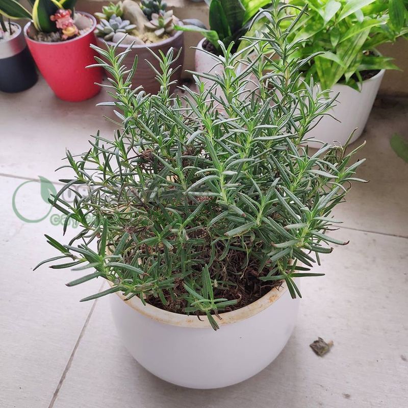 CHẬU CÂY HƯƠNG THẢO