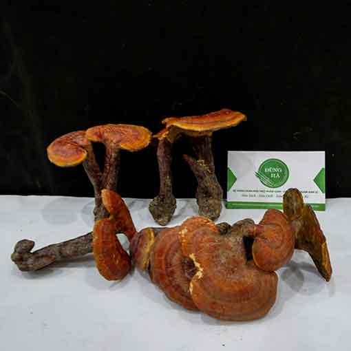 Nấm Lim Xanh Túi 500 Gram