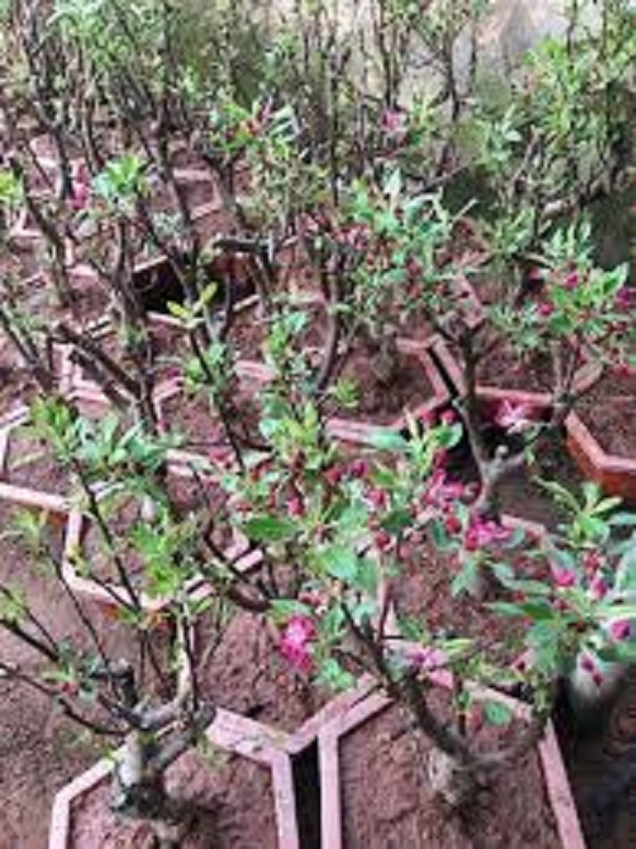 CÂY Giống Táo Đỏ (TÁO TÂY )Lùn F1 Siêu Lùn QUẢ SỚM, trồng chậu làm cảnh đẹp tuyệt vời