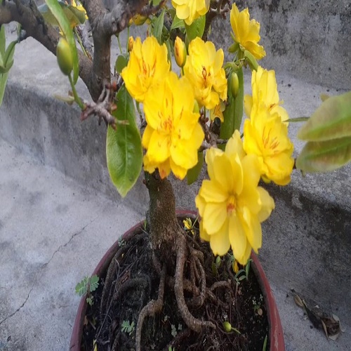 Mai Vàng Đại Lộc Bonsai (Hoa Tết 2022)