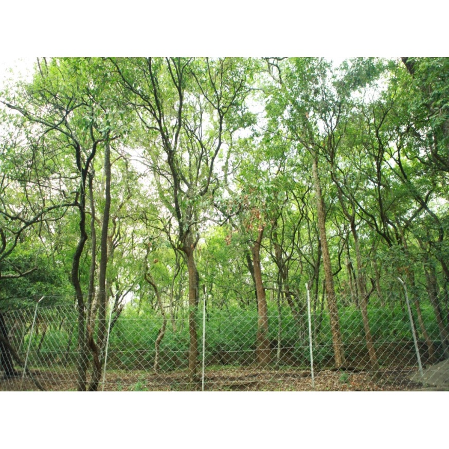 Cây giống gỗ đàn hương trắng Ấn độ (Cây khỏe đẹp, được kiểm tra hàng)