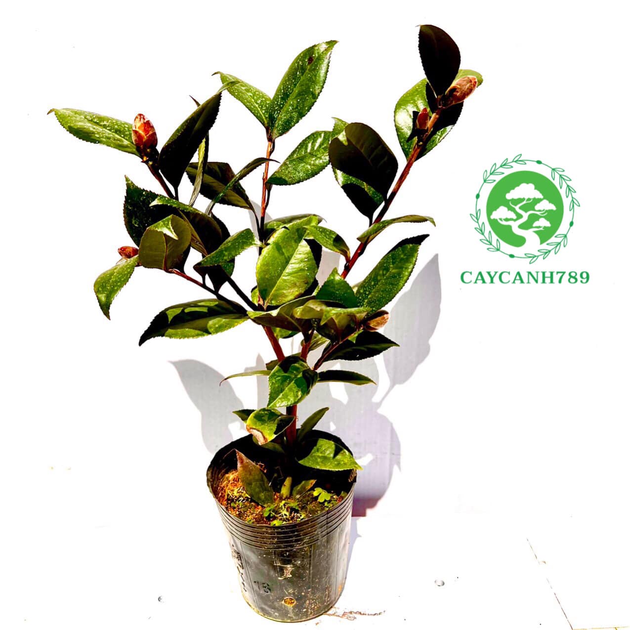 Cây trà my đỏ huyết long size trung cao 40cm