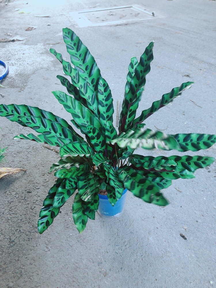 [HCM]Cây Đuôi Công Phụng Size Lớn