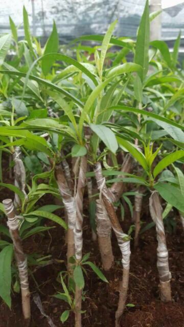 Giống Đào Bích.Đào Phai.Trồng 1 Năm Có Hoa.