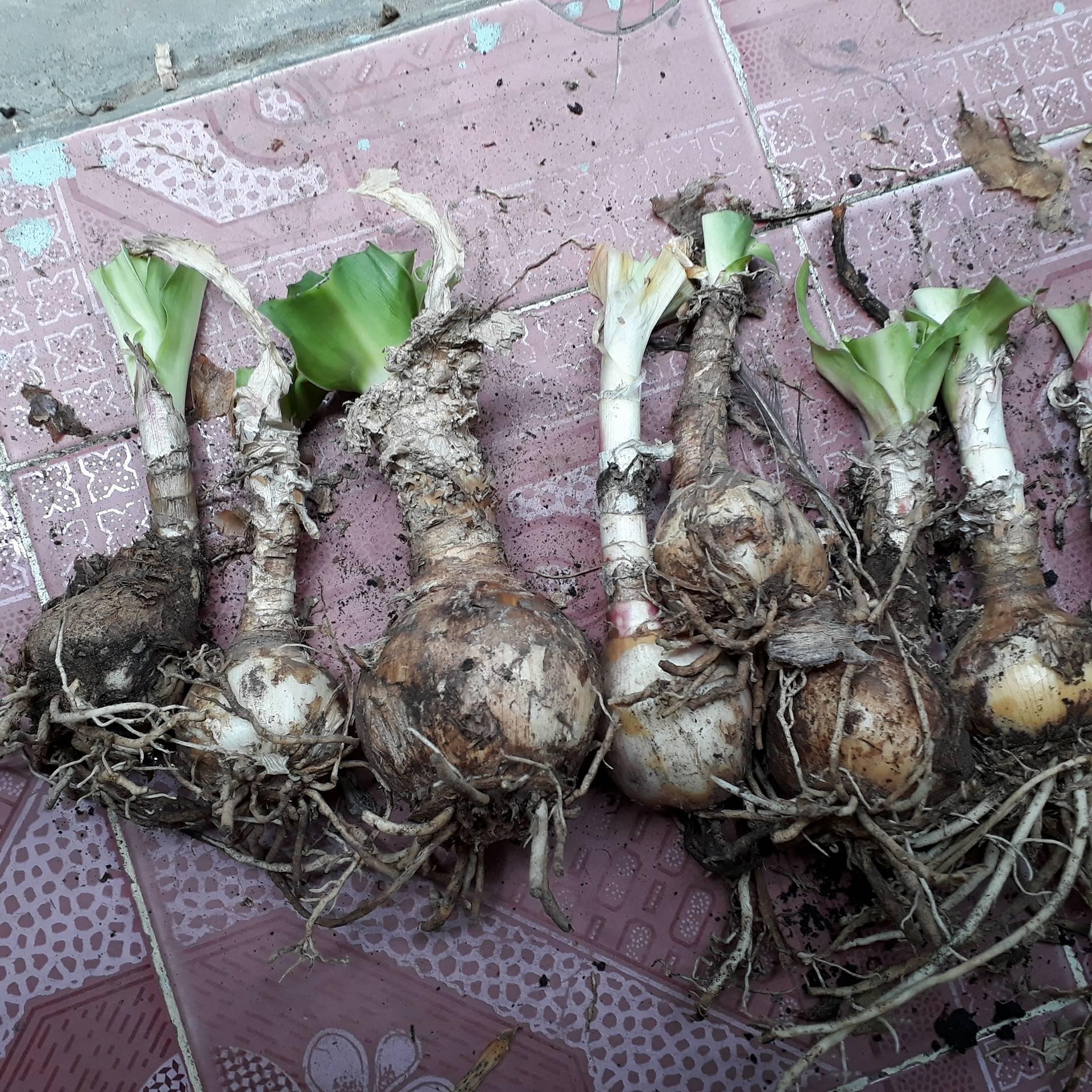 Củ giống trinh nữ hoàng cung - Thảo duoc Vạn Phúc
