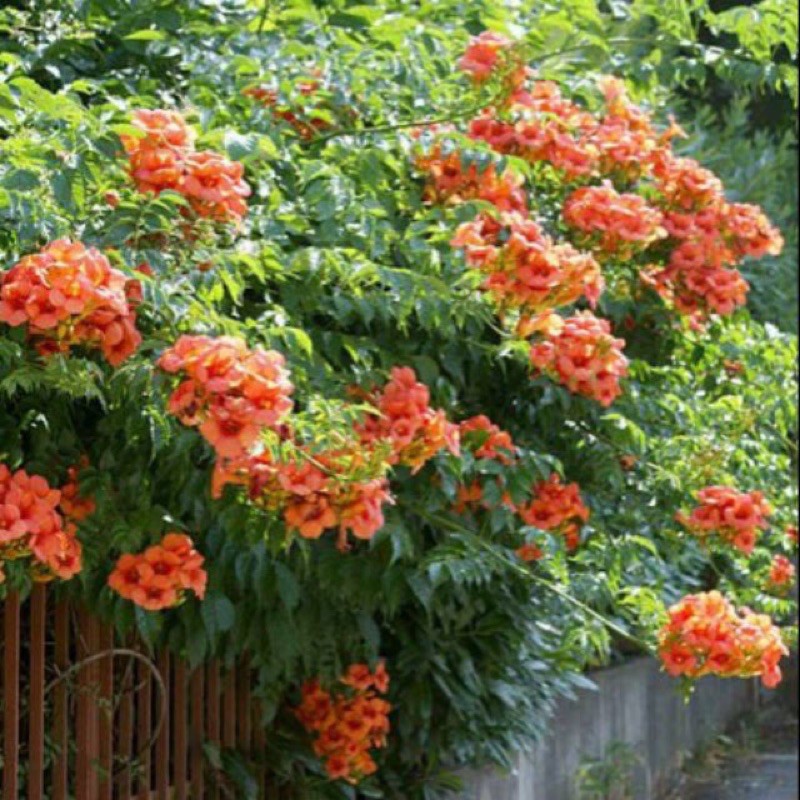 Cây hoa dây lan tiêu