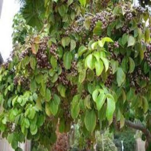 CÂY NHỘI GIỐNG