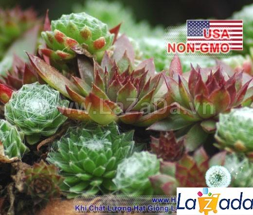 5h Hạt Giống Sen Đá Mỹ Mix Mini (TLB2| -KD: B20*V34)