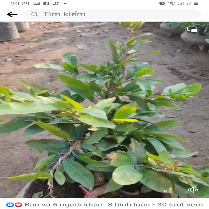 Mai Vàng Đại Lộc Bonsai (Hoa Tết 2022)