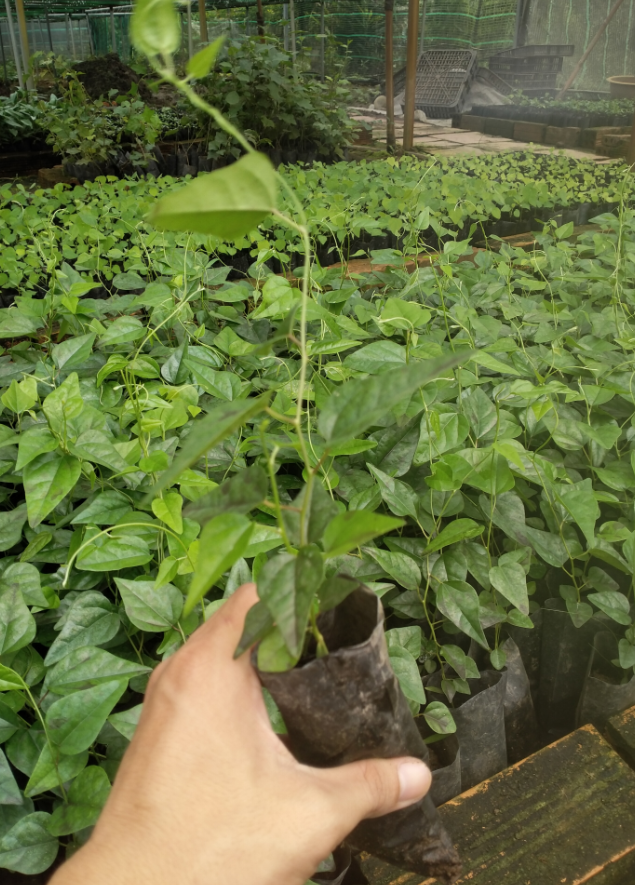 Combo 3 Cây giống Sương Sâm Trơn