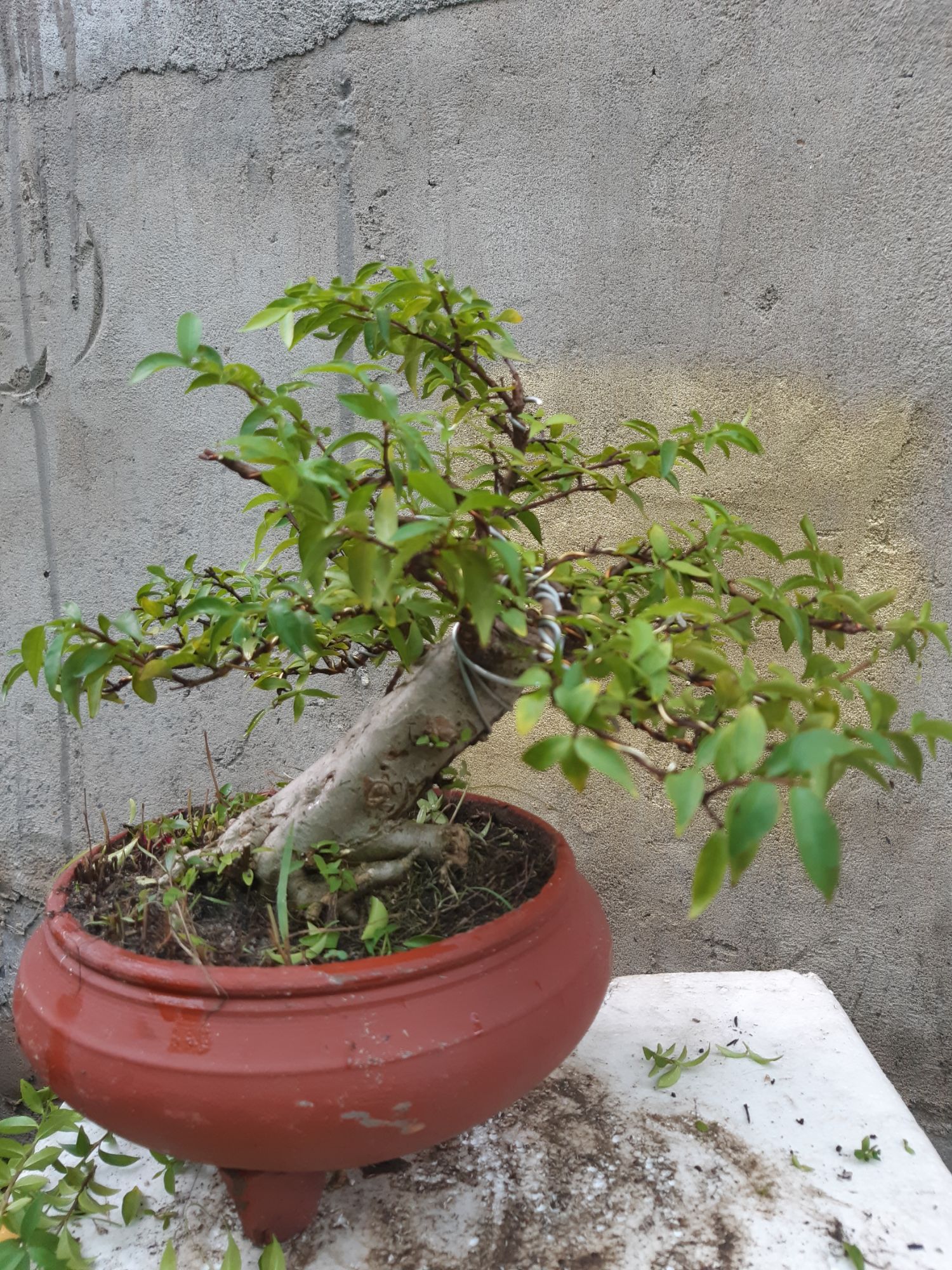 mai chiếu thủy bonsai trung