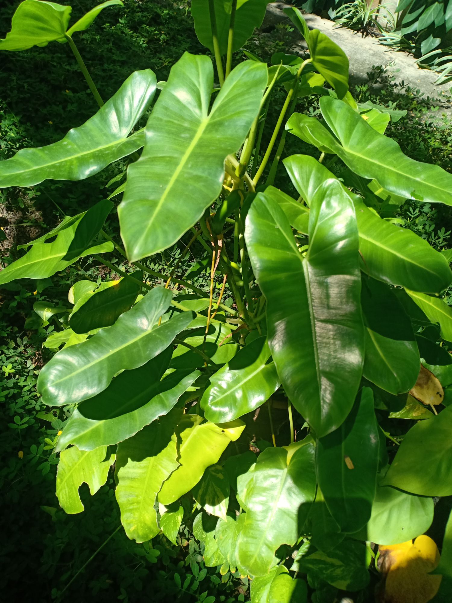 Trầu bà tỷ phú