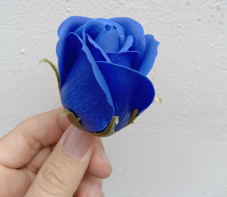 hoa hồng sáp - đầu bông 3 lớp