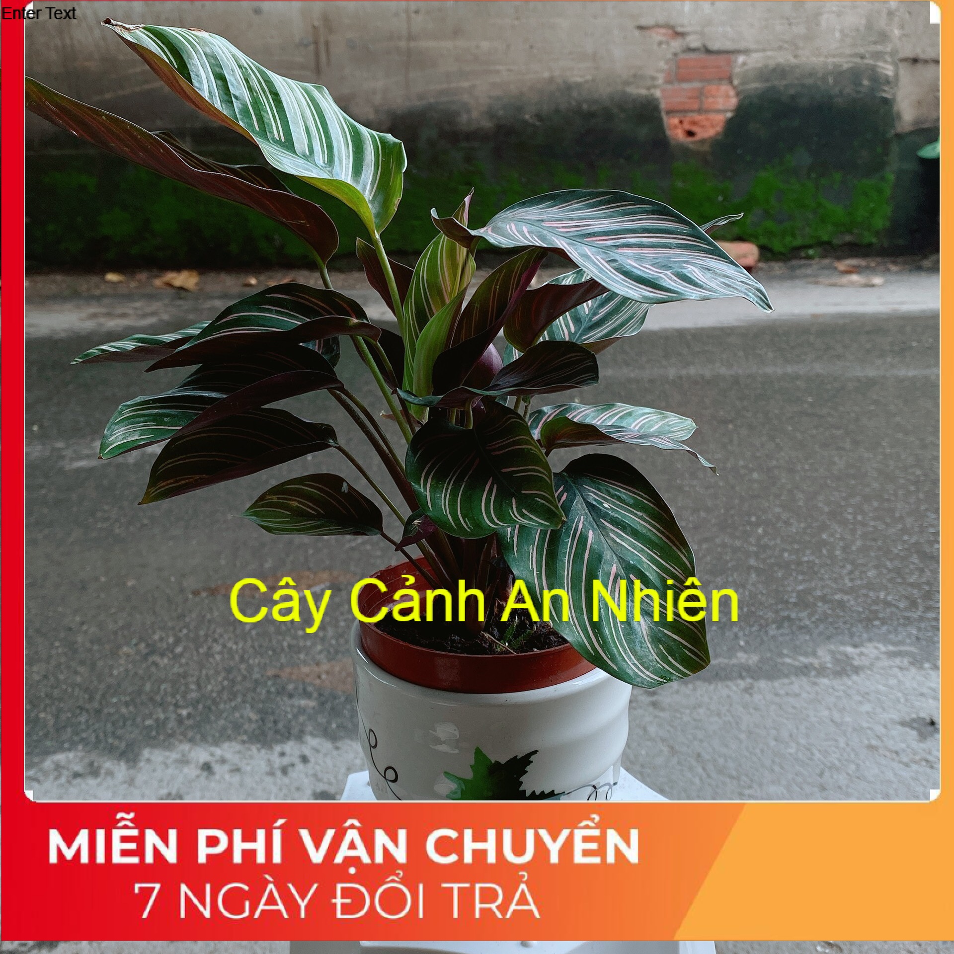 Chậu đuôi công sọc tím