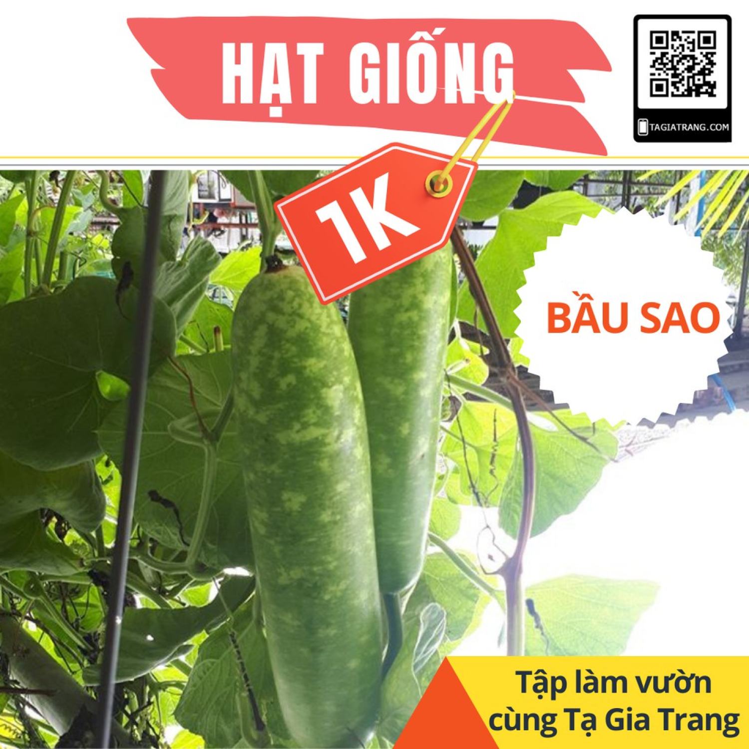 Ma155 giá 1k - gói 5 hạt giống bầu sao trái dài - tập làm vườn cùng tạ gia trang