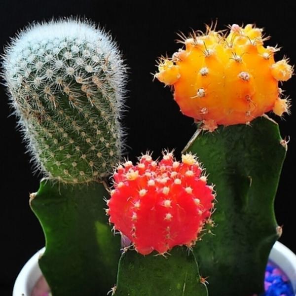 [5 packs] - Mixed Color Cactus seeds