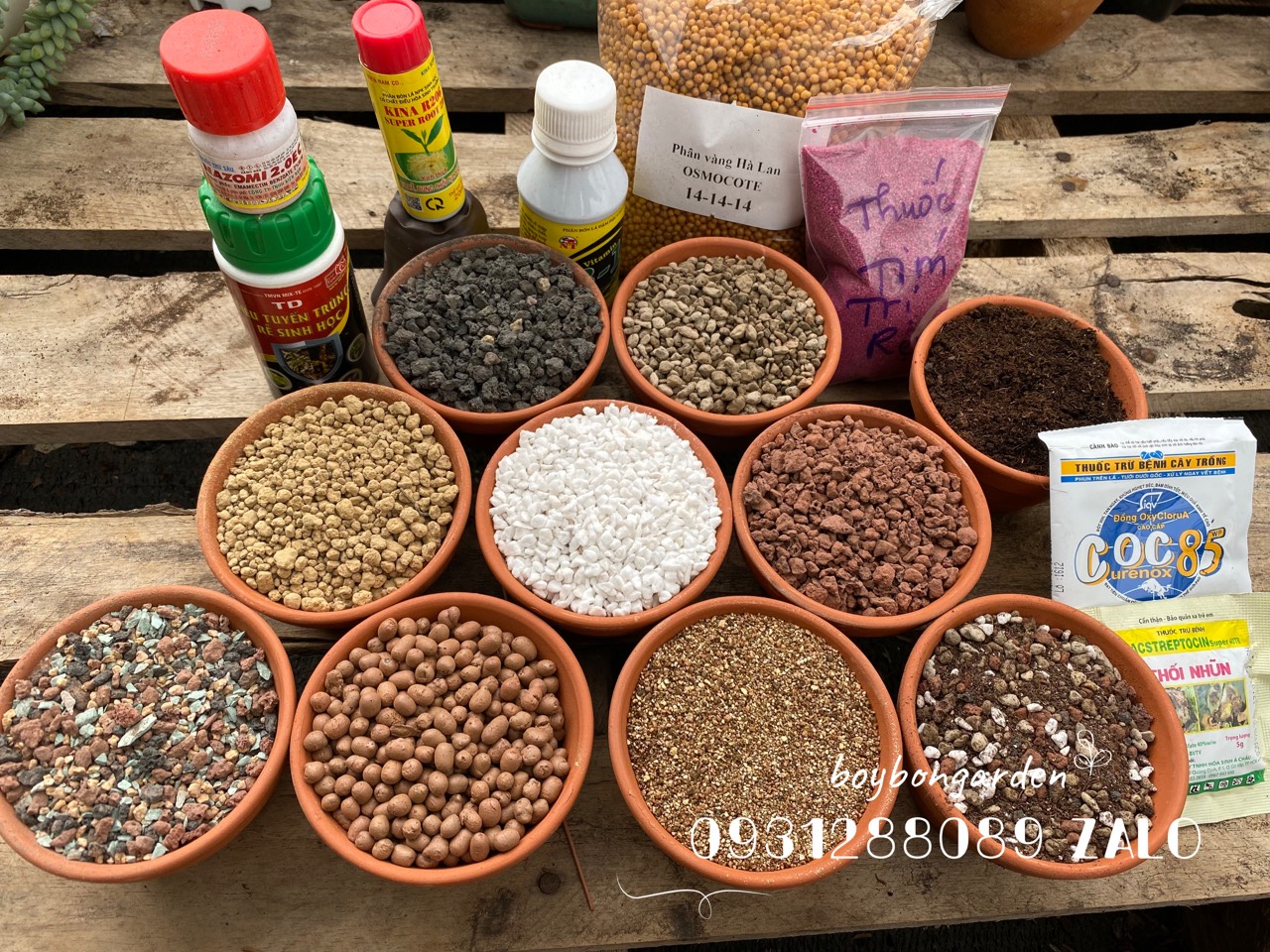 cây xương rồng cory 5.5cm