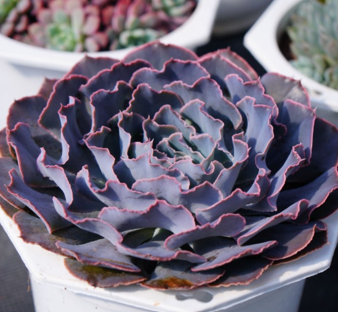 SEN ĐÁ BẮP CẢI SIZE ĐẠI 20CM