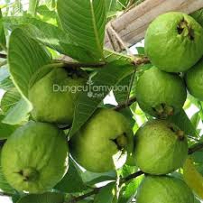 CÂY GIỐNG ỔI TỨ QUÝ (ỔI GĂNG, ỔI ĐÔNG DƯ) SIÊU NGON SIÊU QUẢ- CAM KÊT GIỐNG CHUẨN F1