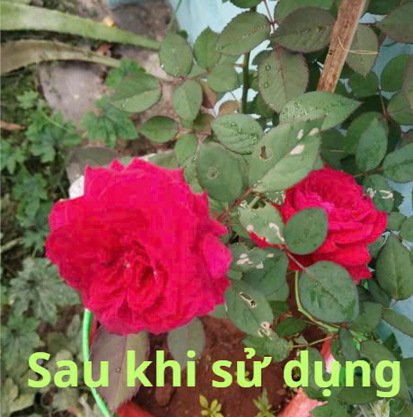 MUA 5  TẶNG 1 - PHÂN VI SINH ĐIỀN TRANG TRICHO META ROSE 100G
