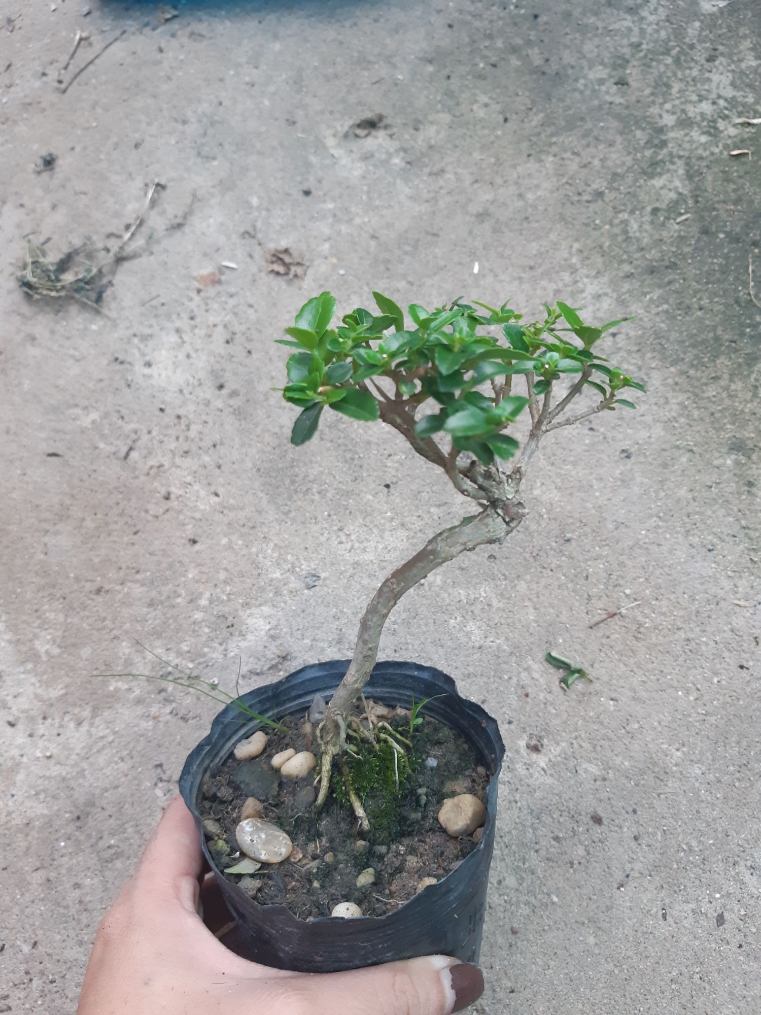 sam hương siêu mini
