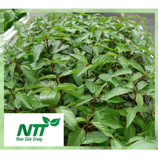 Hạt giống rau đay đỏ - rau đay trắng tn - 55