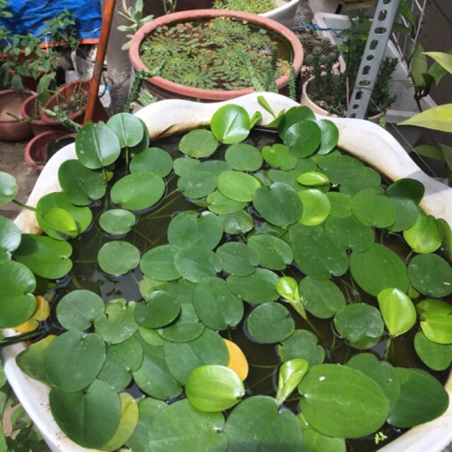 Combo 5 cây thuỷ quỳnh thuỷ sinh
