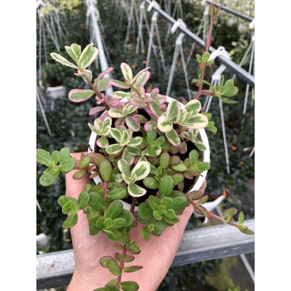 Cây Hoa Sam Thái, Hoa Mười Giờ Thái - ( PORTULACA OLERACEA ) 🍀