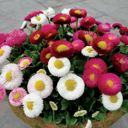 Hạt giống hoa Cúc Anh Mix (Bellis Perennis)(gói 50 hạt) - Dễ trồng