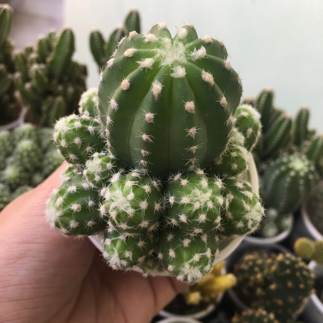 Xương Rồng Echino