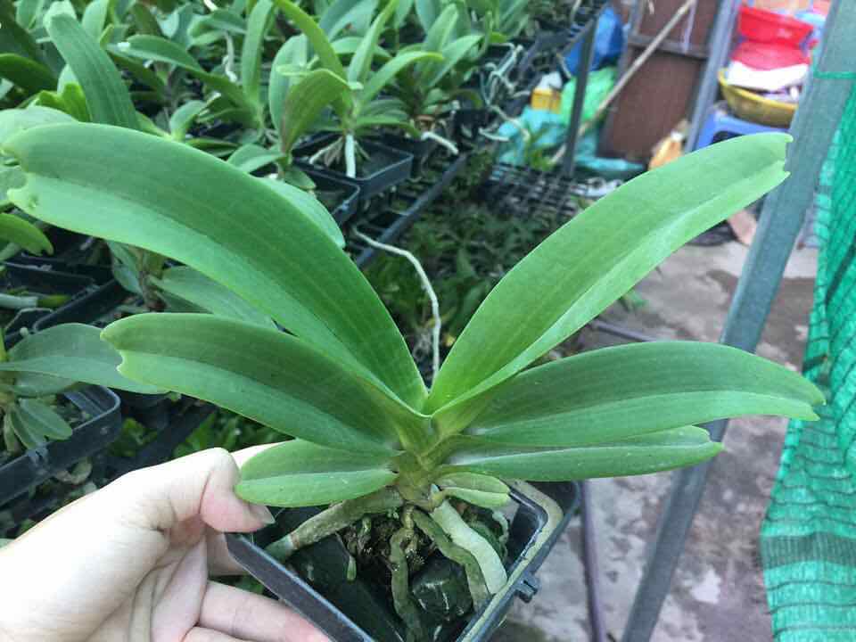 Ngọc điểm màu cây trưởng thành cam kết chất lượng